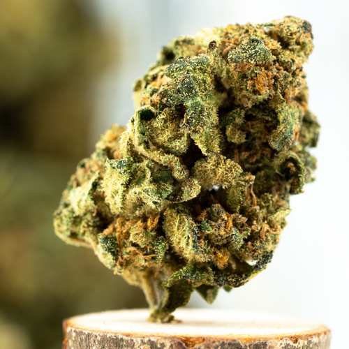 Blueberry Muffin Indoor THCP