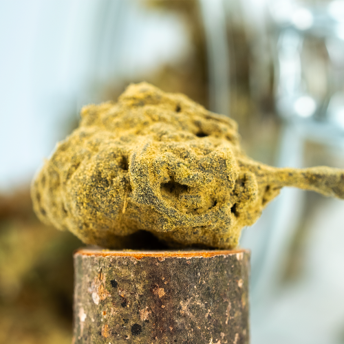 Moon Rock THCP