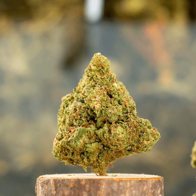 Small Bud Gelato 41 Indoor