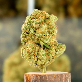 Amnesia Gold Indoor