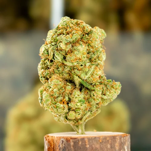 Amnesia Gold Indoor