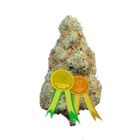 Gorilla Mandarine Indoor
