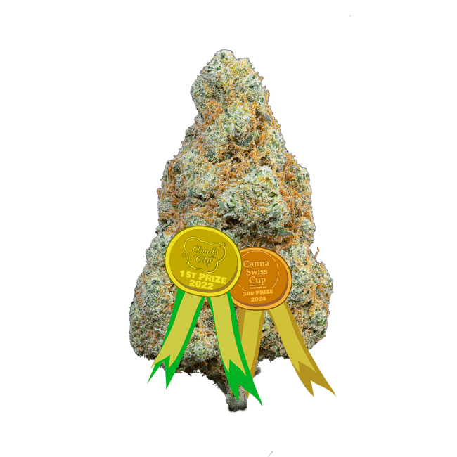 Gorilla Mandarine Indoor