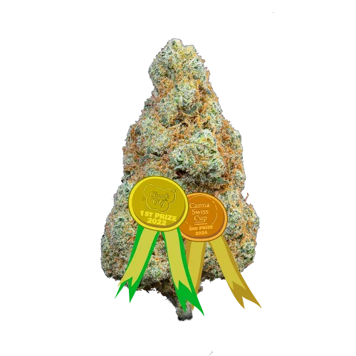Gorilla Mandarine Indoor