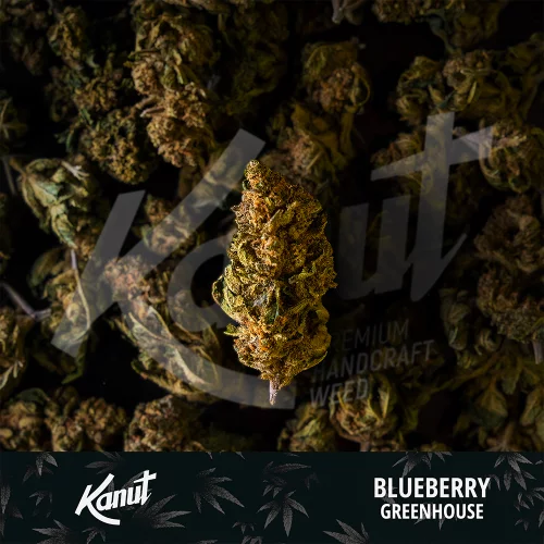 Kanut Blueberry 1g