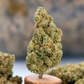 Frosty Indoor