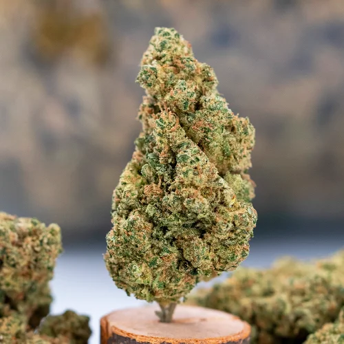 Frosty Indoor