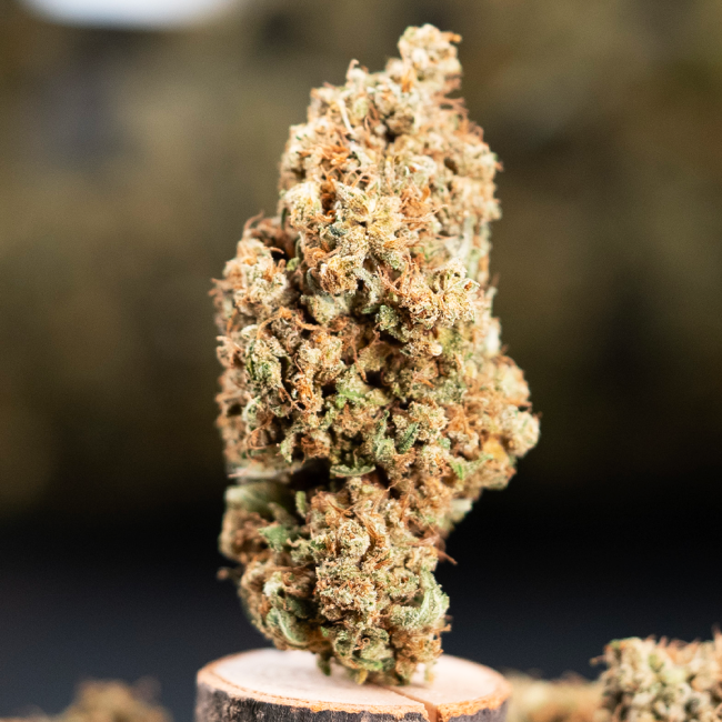 Orange Bitter Indoor