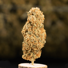 Sour Baie Indoor