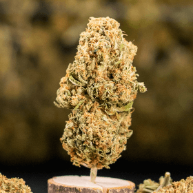 Pineapple Haze Indoor