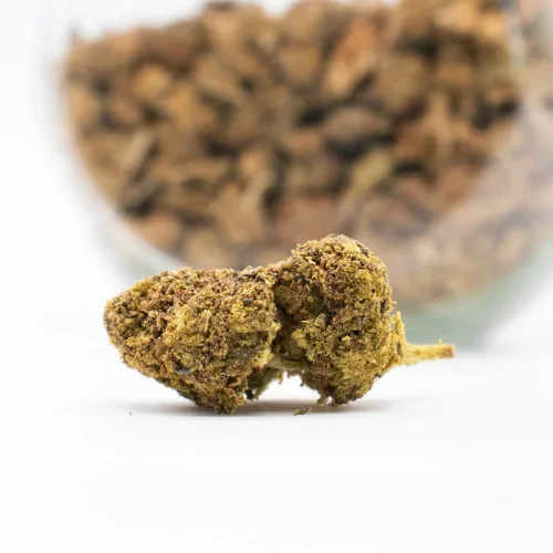 Amnesia Indoor
