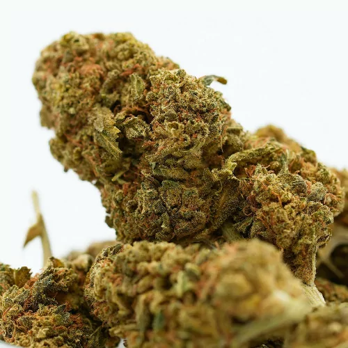 Mango Haze Indoor