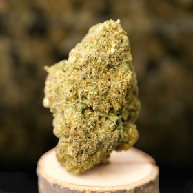Amnesia CBDX