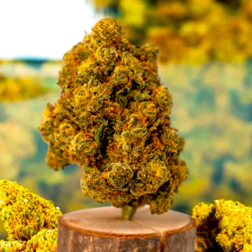 Pornstar OG D10