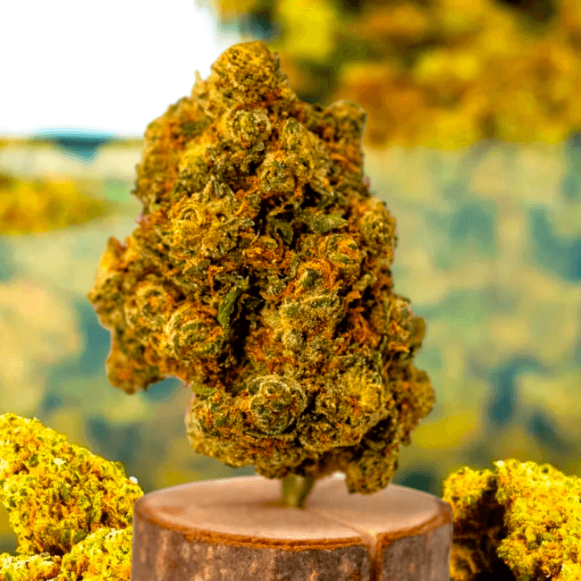 Pornstar OG D10