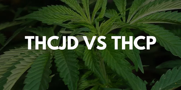 THCJD vs THCP