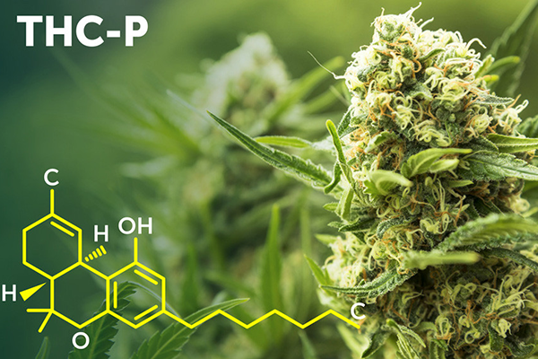 Quels sont les effets du THCP ? - Hempium CBD